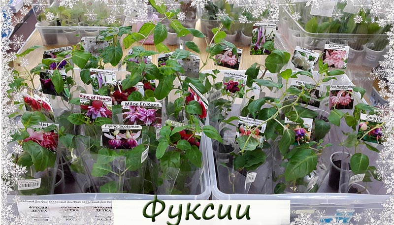 фуксии.jpg