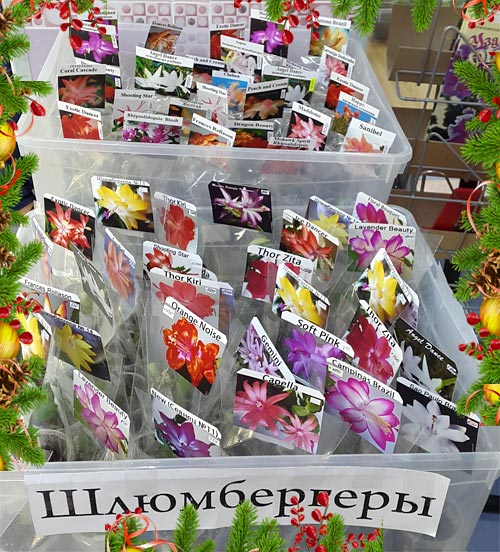 шлюмбереры.jpg