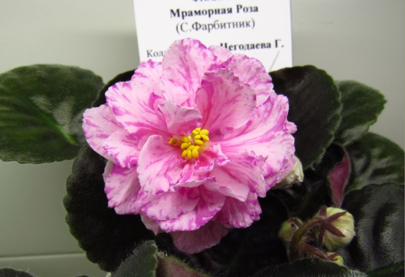Мраморная Роза.JPG