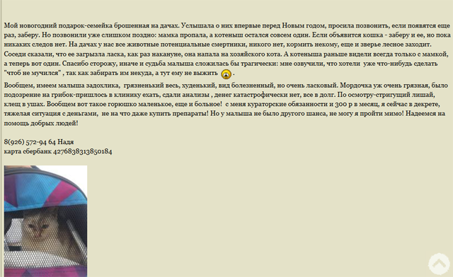 2018-1-10 котёнок-новогодний подарок.png 1.png