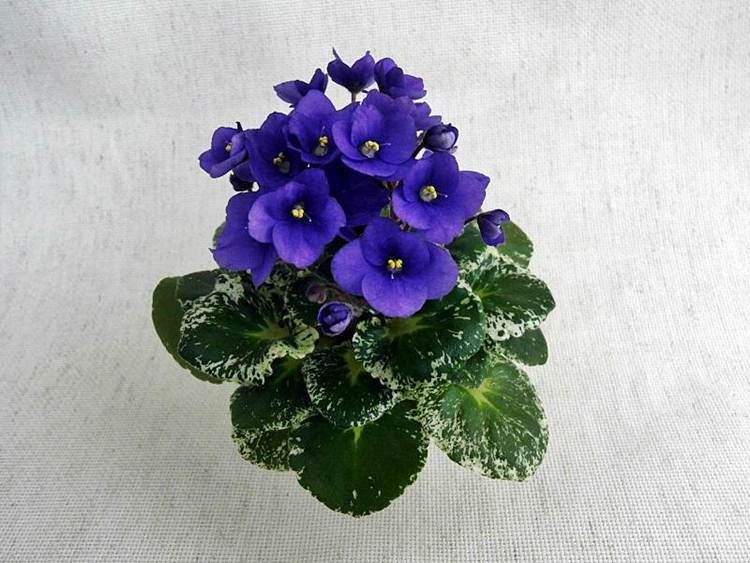 Shirl's Purple Passion...JPG