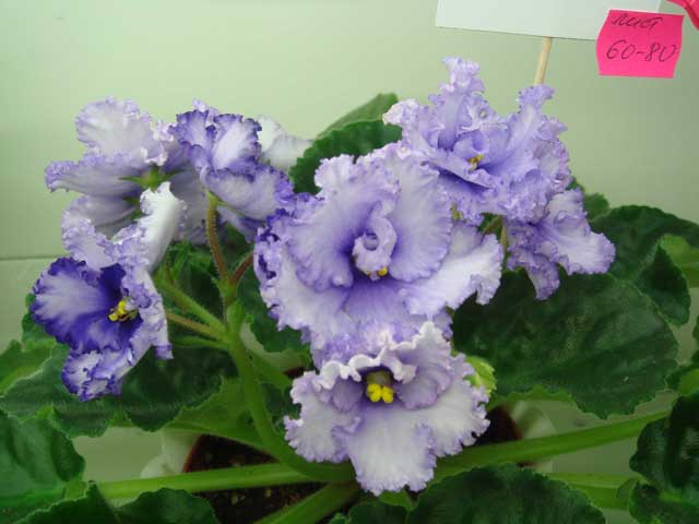 Crystal-Plum.jpg
