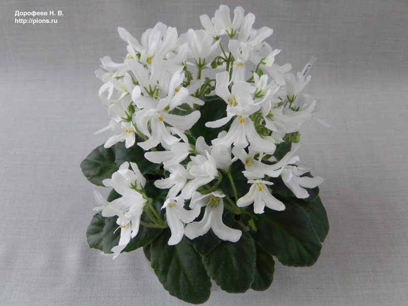 Lunar Lily White