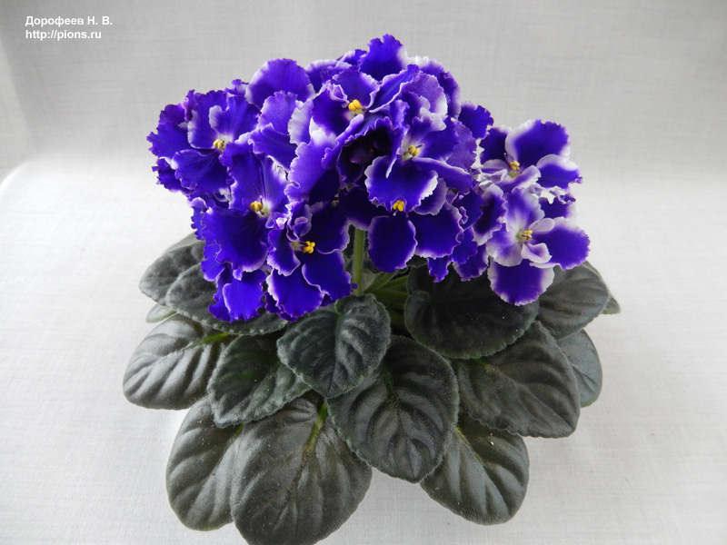 Rhapsodie Cora