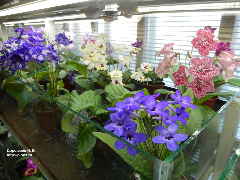 Стрепсы