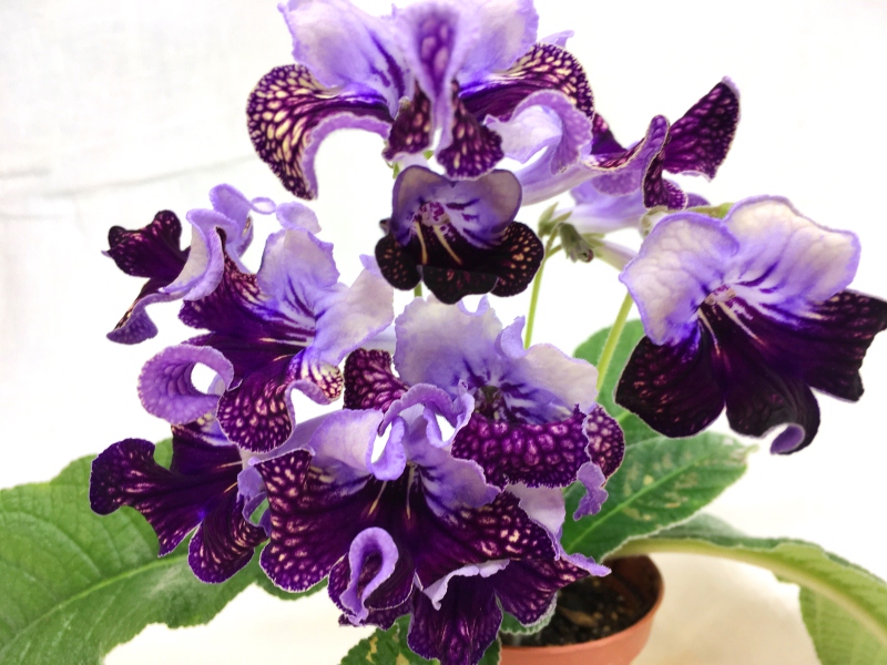 Harlequin Lace (Dibley)