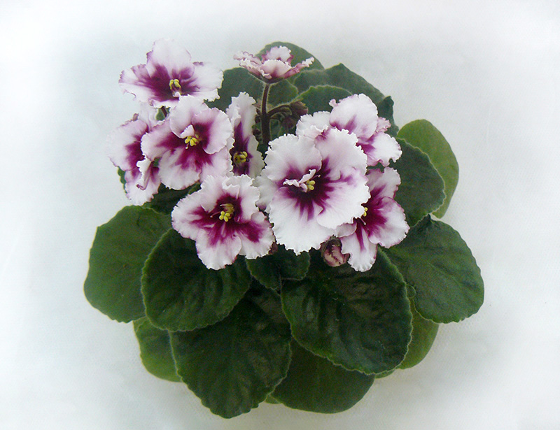 Rhapsodia Ruth (Holtkamp)