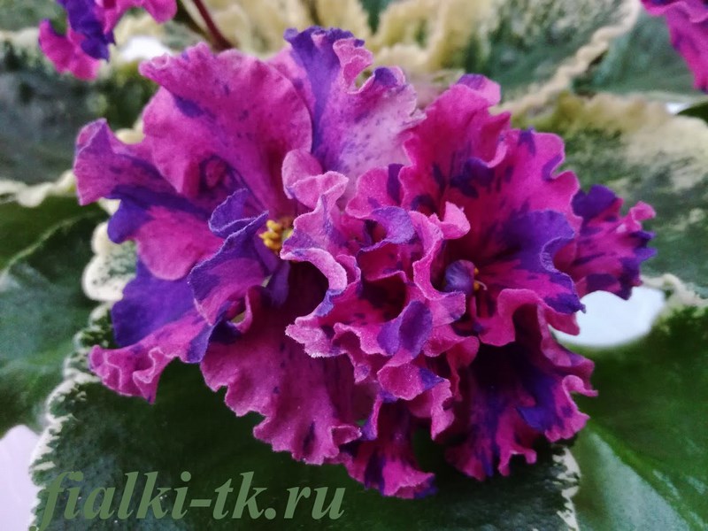 ЛЕ-Астрея