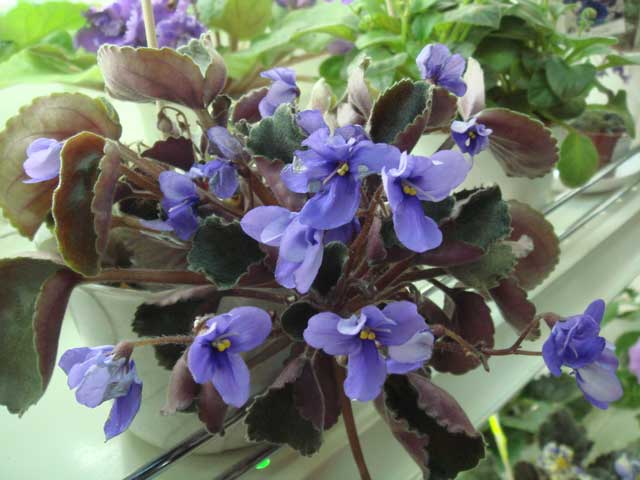 Senk's-Blue-Cascade.jpg
