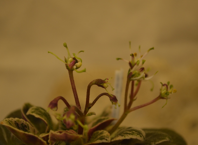 Senk's Vespa Verde  sp.(R. Follet/D. Senk)