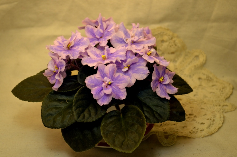 Rainbow`s Regal Riot<br />( R.Wasmund )
