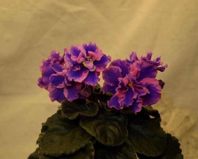 Van's Homespun (V. VanPatten)