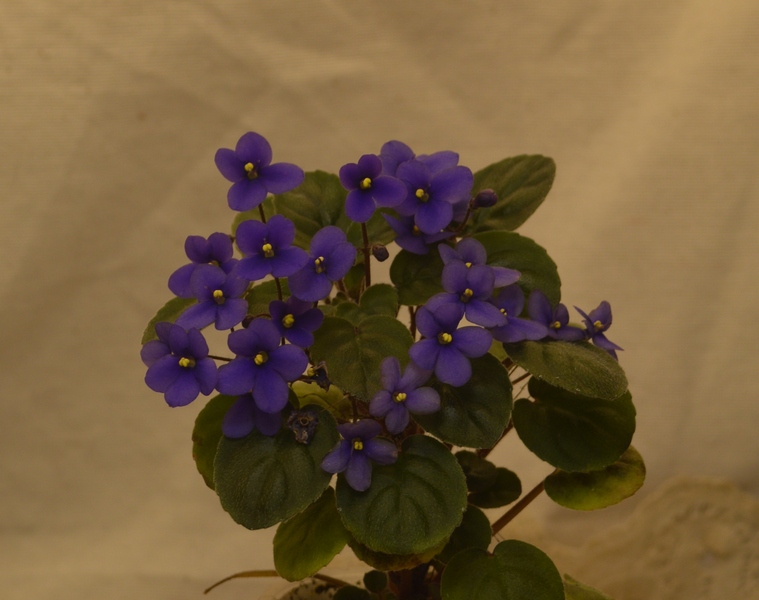 Calico Blue Trail