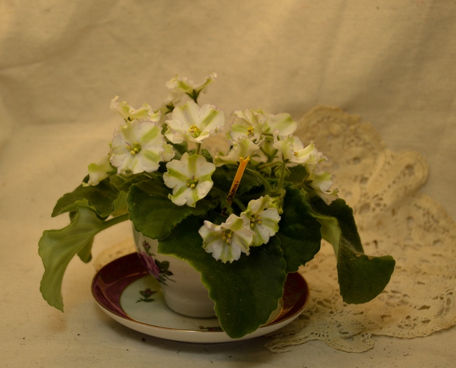 Shimai