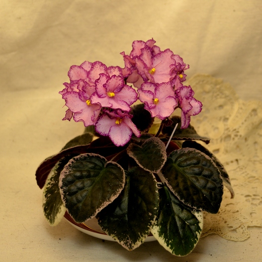 Buckeye Cherry Topping (P.Hancock)
