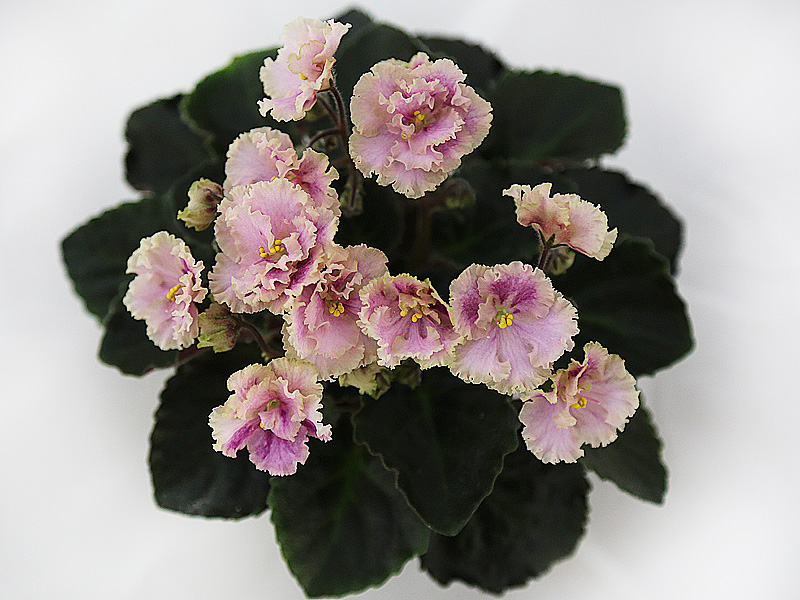 Rob's Antique Rose.jpg