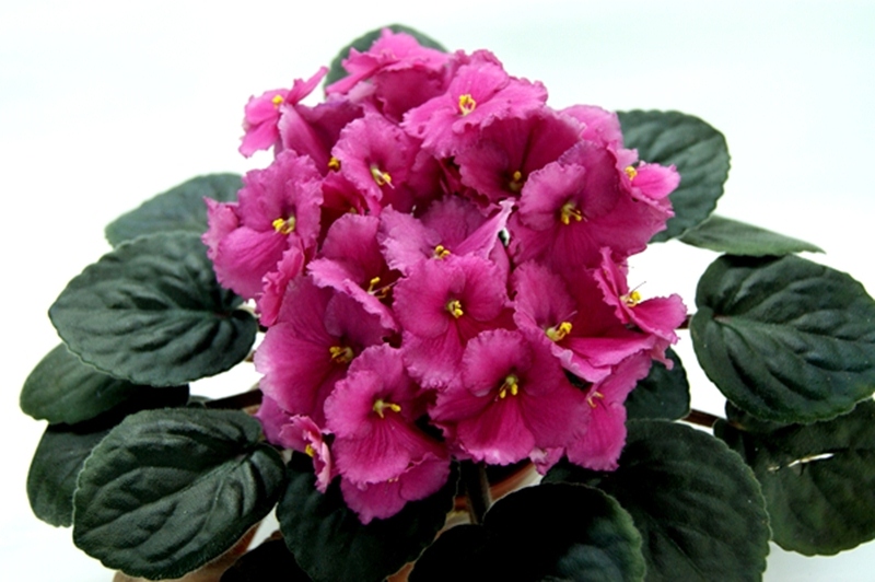 Ingrid Tawn.JPG