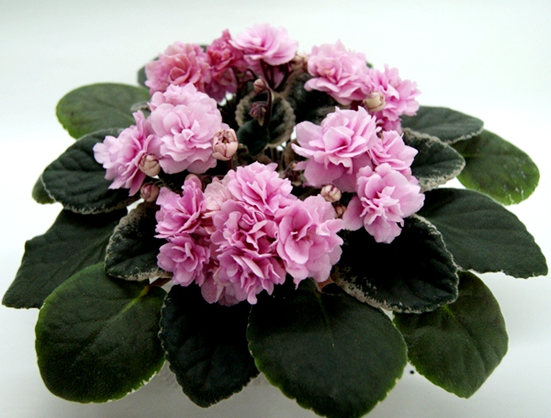 Cajun's Roses Anyone.JPG