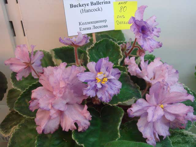 Buckeye-Ballirina.jpg