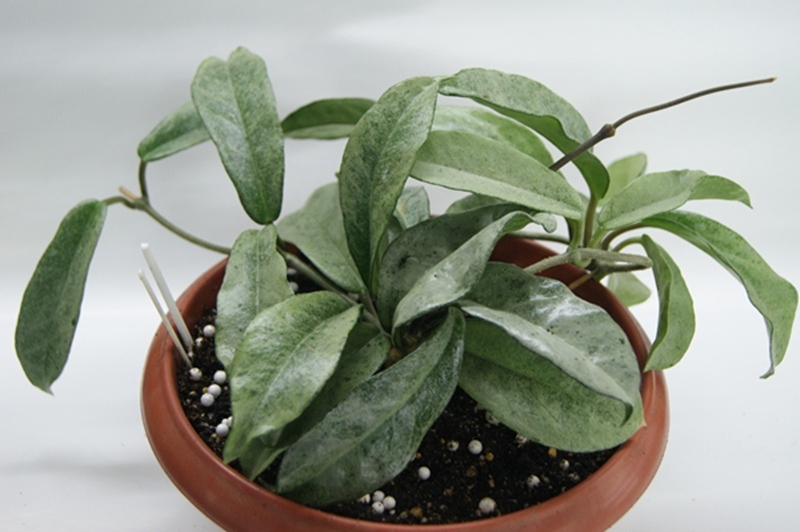Hoya carnosa Grey Ghost..JPG