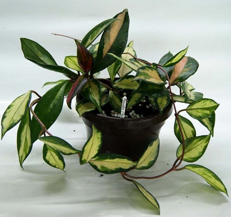 Hoya carnosa 'Tricolor'.JPG
