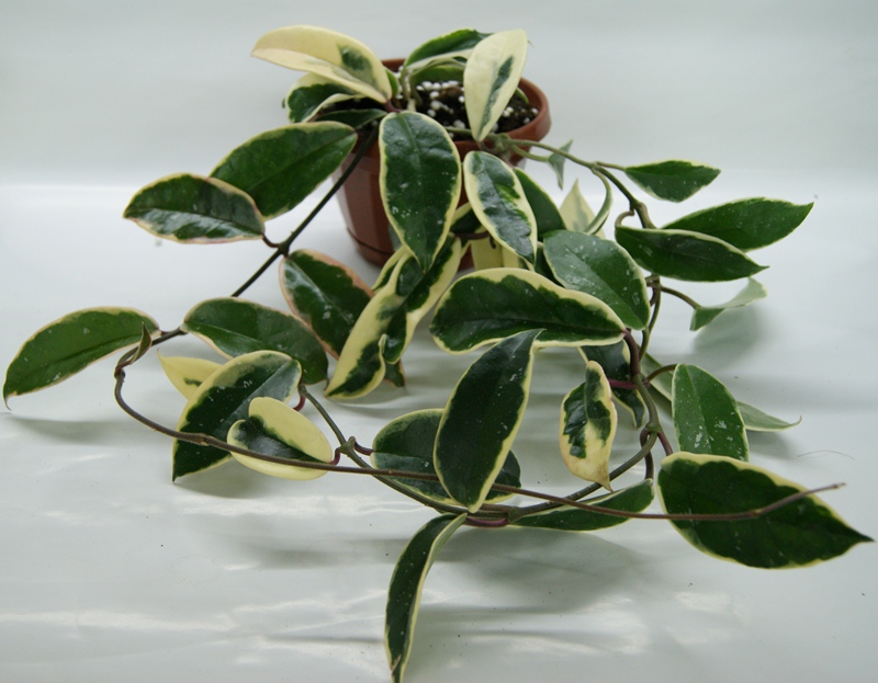 Hoya carnosa Albomarginata.JPG