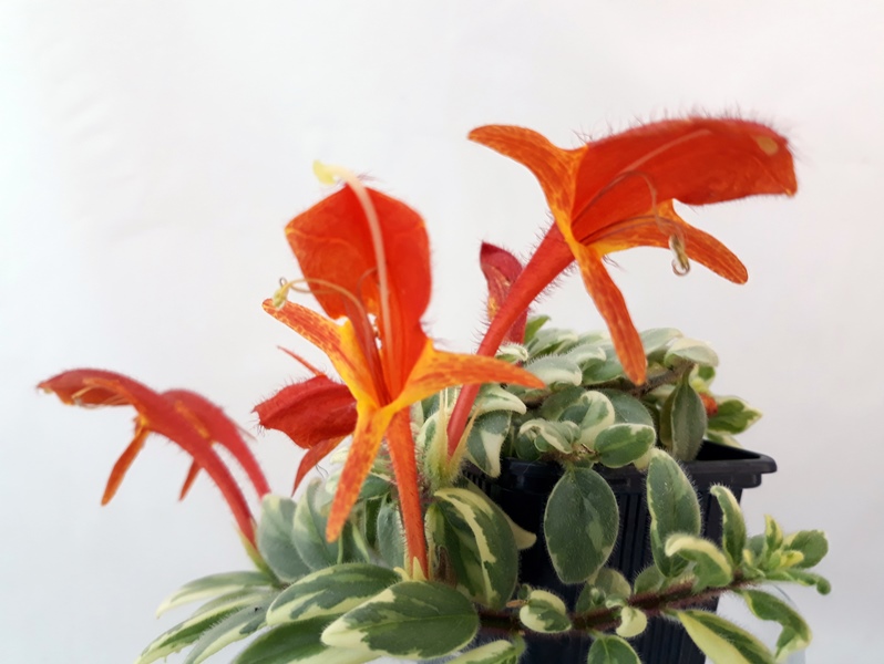 C. hirta variegata 427-crop.jpg