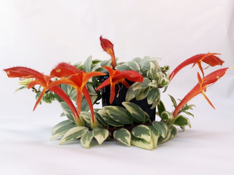 C. hirta variegata 252 (2)-crop.jpg