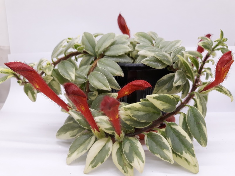 C. hirta variegata 235.jpg