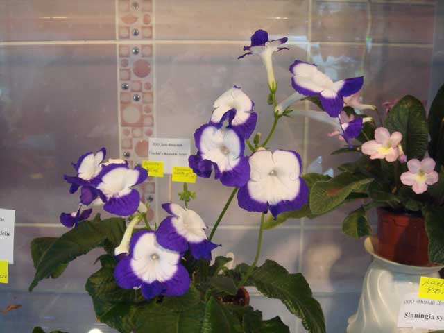 Fleischle-Roulette-Azure.jpg