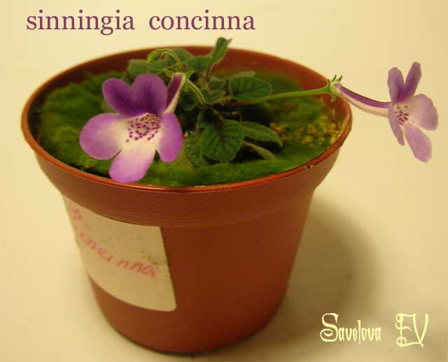 concinna.jpg