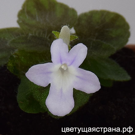 s-pusilla-haola.jpg