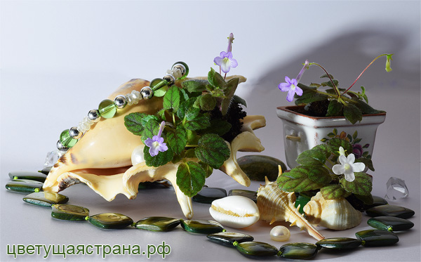Ювелирные-синнингии.jpg