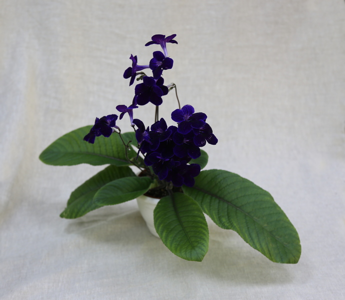 2 - Fleischle Targa (Fleischle Gartenbau) колл.Н.Дорофеев.JPG