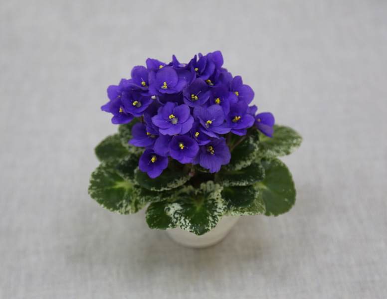 3 - Shirl's Purple Passion (S.Sanders) колл.В.Титовская.JPG
