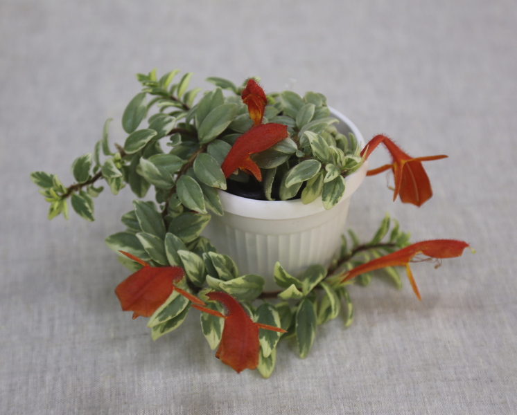 1 - Columnea hirta variegata колл.В.Киселёва.JPG