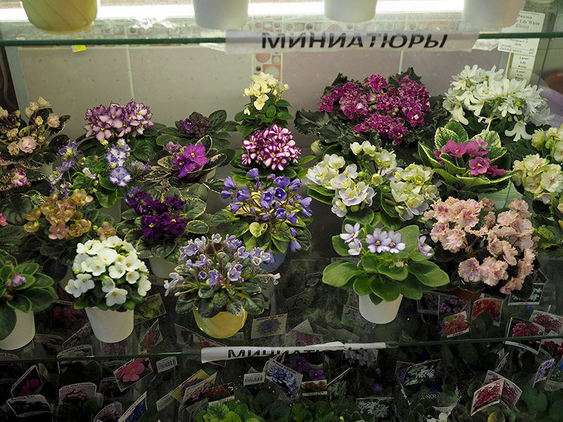 миниатюры3.jpg