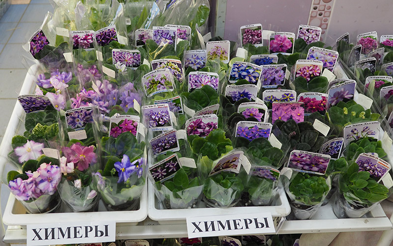 P1251373.jpg