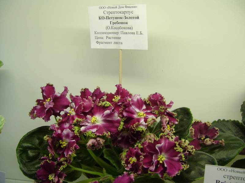 DSC08547.JPG