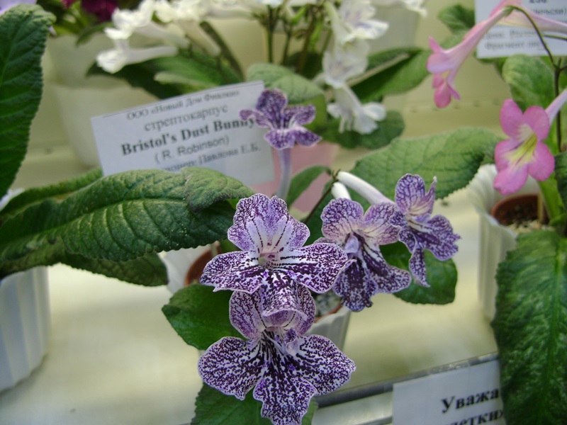DSC08548.JPG