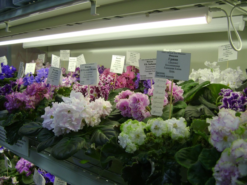 DSC08571.JPG