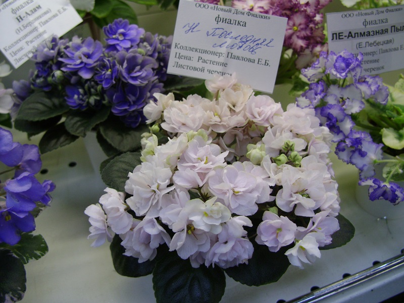 DSC08549.JPG