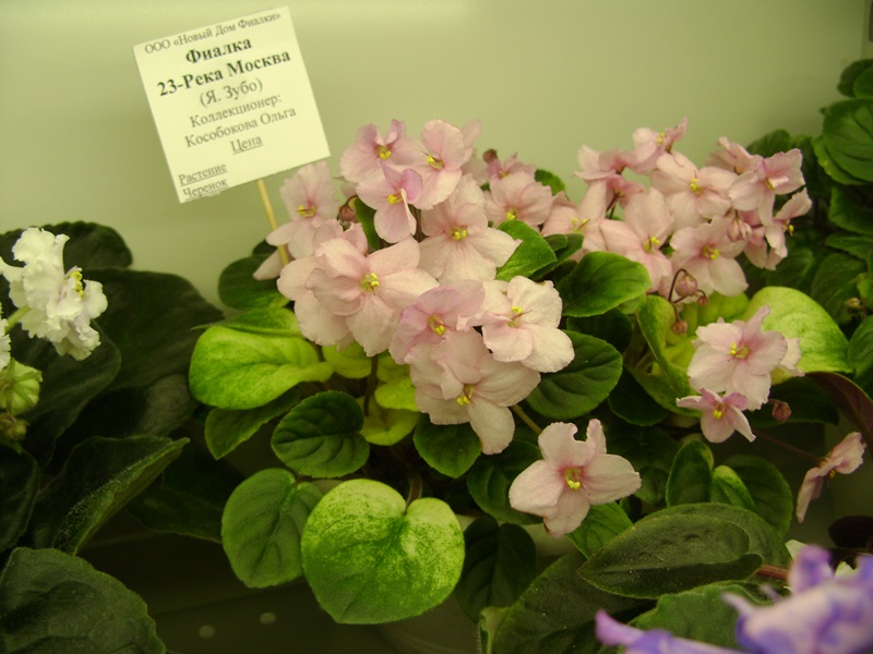 DSC08566.JPG