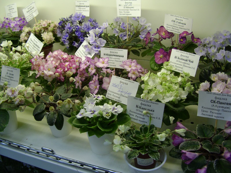 DSC08550.JPG