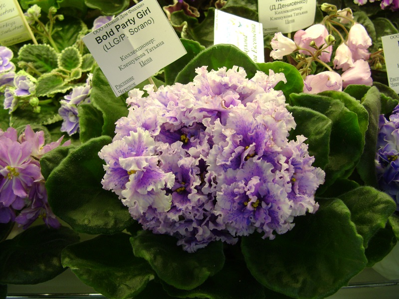 DSC08553.JPG