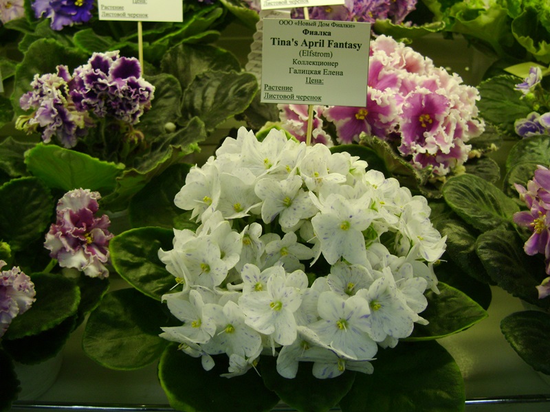 DSC08554.JPG