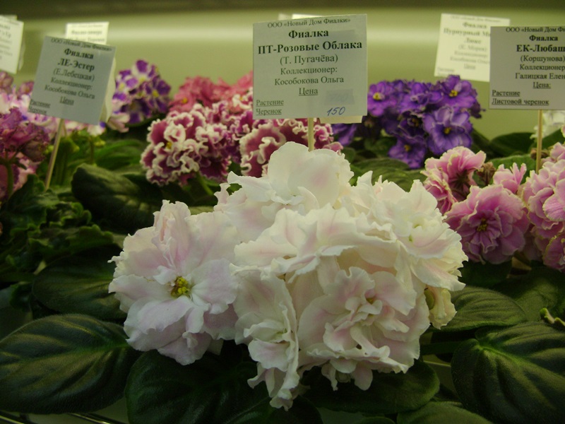 DSC08559.JPG