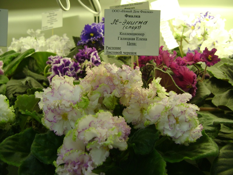 DSC08558.JPG