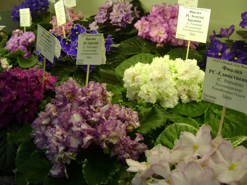 DSC08560.JPG