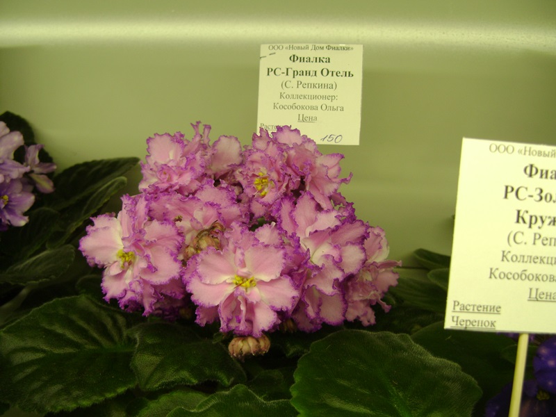 DSC08561.JPG